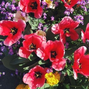 Meet your Posher, Allison